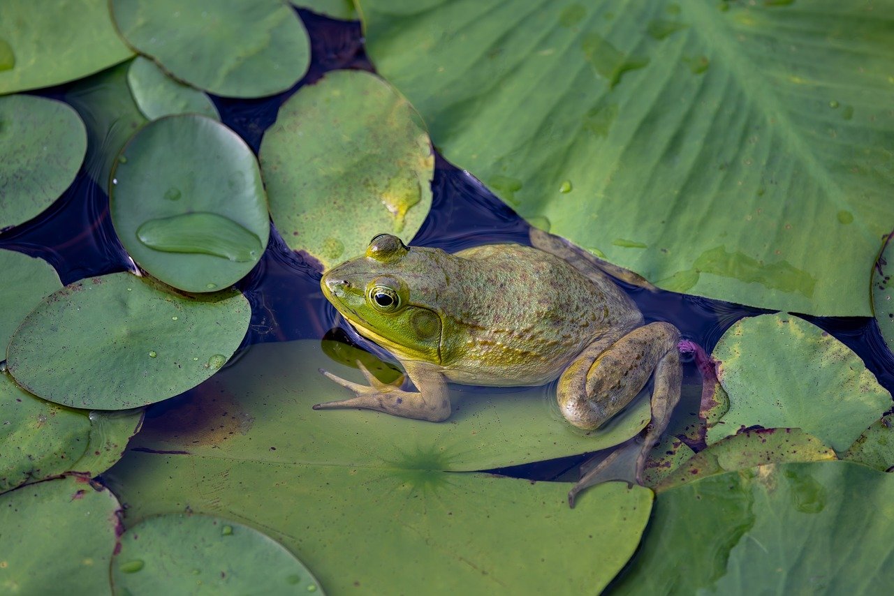 How to Protect Your Pet from Wildlife Encounters